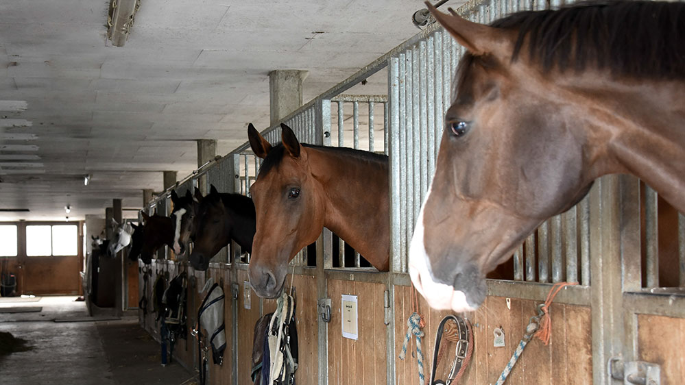 In de afbeelding is een stal met paarden die cameratoezicht krijgen te zien